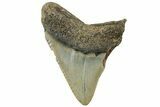 Juvenile Megalodon Tooth - North Carolina #308238-1